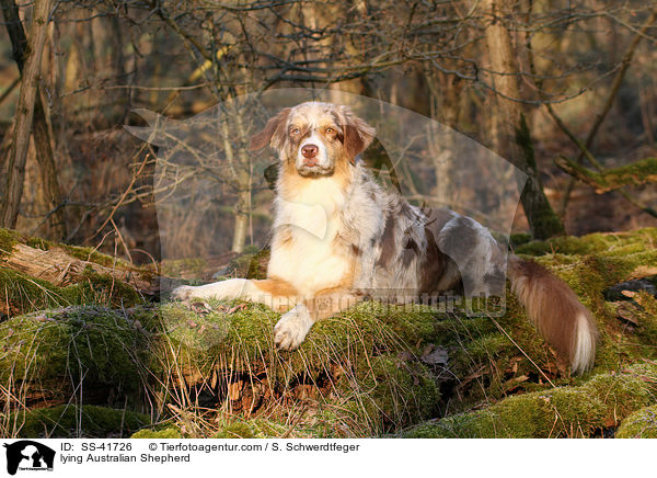liegender Australian Shepherd / lying Australian Shepherd / SS-41726