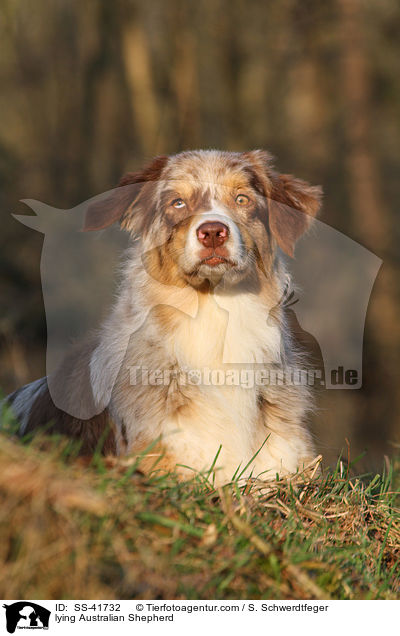 liegender Australian Shepherd / lying Australian Shepherd / SS-41732