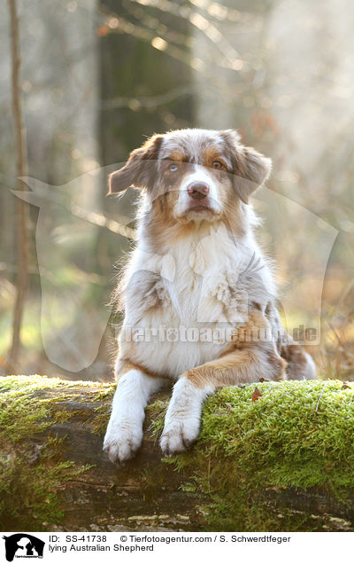 liegender Australian Shepherd / lying Australian Shepherd / SS-41738