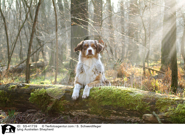 liegender Australian Shepherd / lying Australian Shepherd / SS-41739