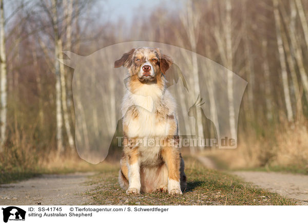 sitzender Australian Shepherd / sitting Australian Shepherd / SS-41745