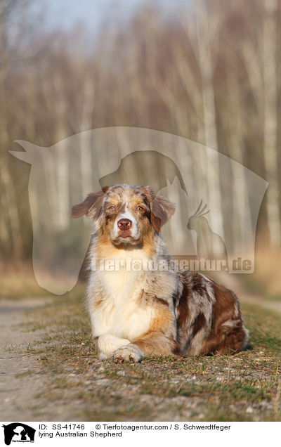 liegender Australian Shepherd / lying Australian Shepherd / SS-41746