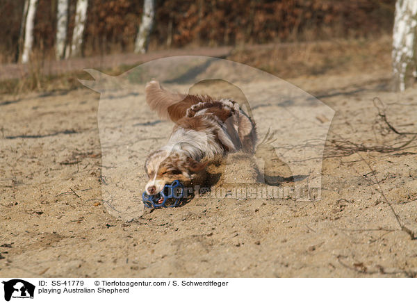 spielender Australian Shepherd / playing Australian Shepherd / SS-41779