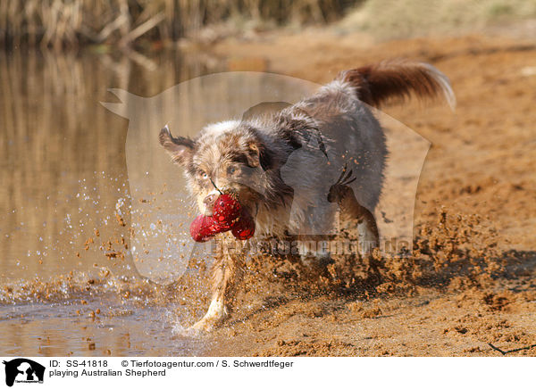 spielender Australian Shepherd / playing Australian Shepherd / SS-41818
