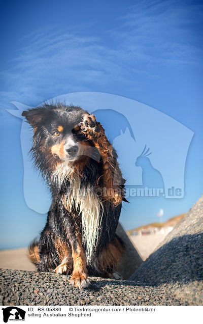 sitzender Australian Shepherd / sitting Australian Shepherd / BS-05880