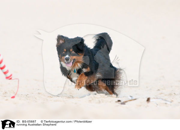rennender Australian Shepherd / running Australian Shepherd / BS-05887