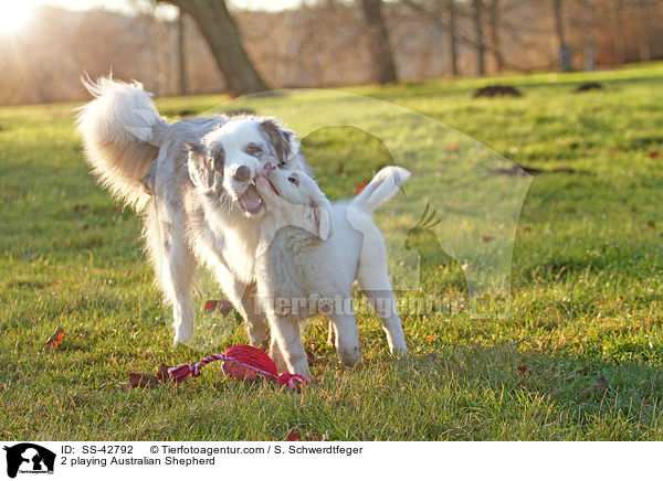 2 spielende Australian Shepherd / 2 playing Australian Shepherd / SS-42792