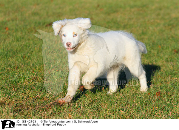 running Australian Shepherd Puppy / SS-42793