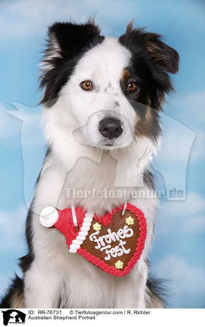 Australian Shepherd Portrait / Australian Shepherd Portrait / RR-76731