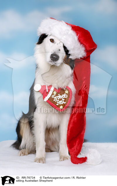 sitzender Australian Shepherd / sitting Australian Shepherd / RR-76734