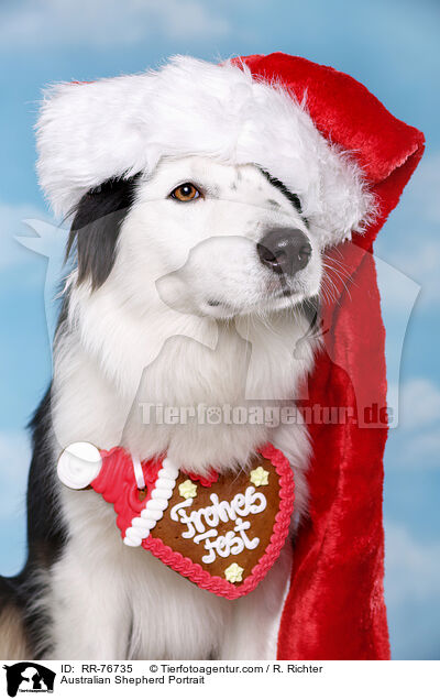 Australian Shepherd Portrait / Australian Shepherd Portrait / RR-76735