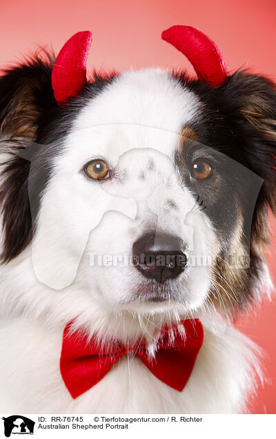 Australian Shepherd Portrait / Australian Shepherd Portrait / RR-76745