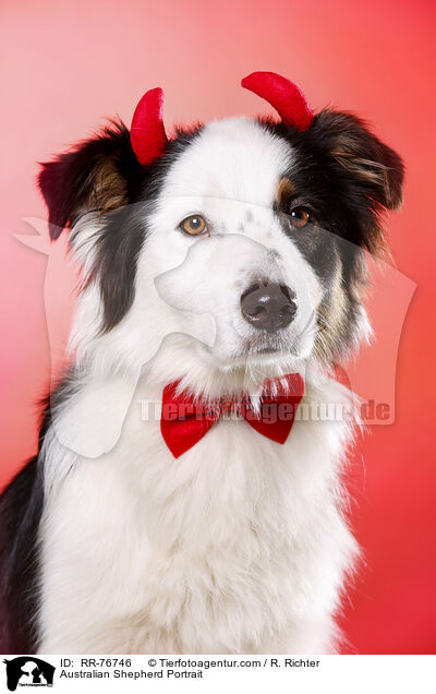 Australian Shepherd Portrait / Australian Shepherd Portrait / RR-76746