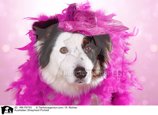 Australian Shepherd Portrait / Australian Shepherd Portrait / RR-76755