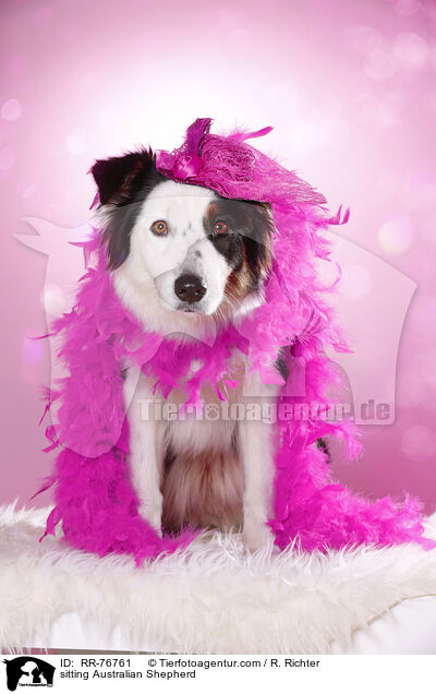 sitzender Australian Shepherd / sitting Australian Shepherd / RR-76761