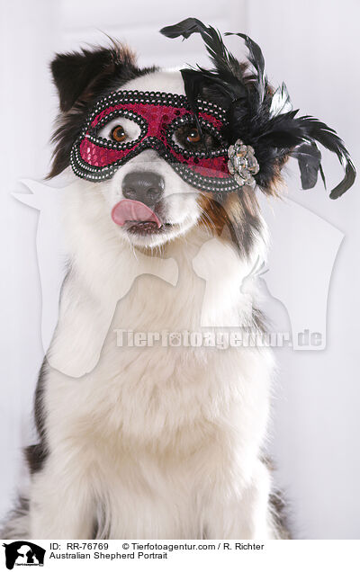 Australian Shepherd Portrait / Australian Shepherd Portrait / RR-76769