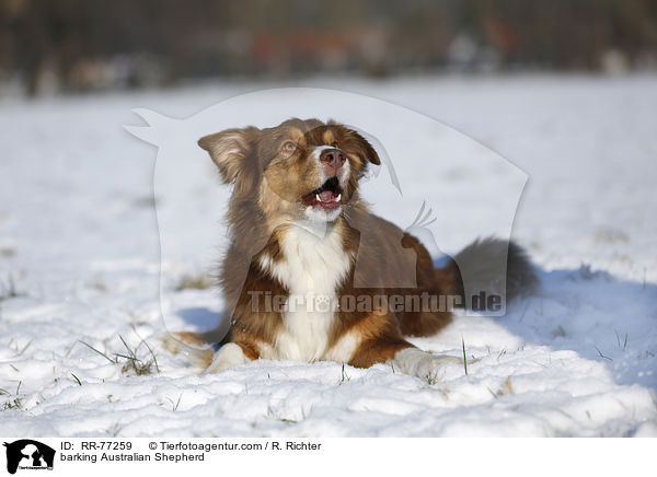 bellender Australian Shepherd / barking Australian Shepherd / RR-77259