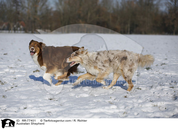 Australian Shepherd / RR-77401