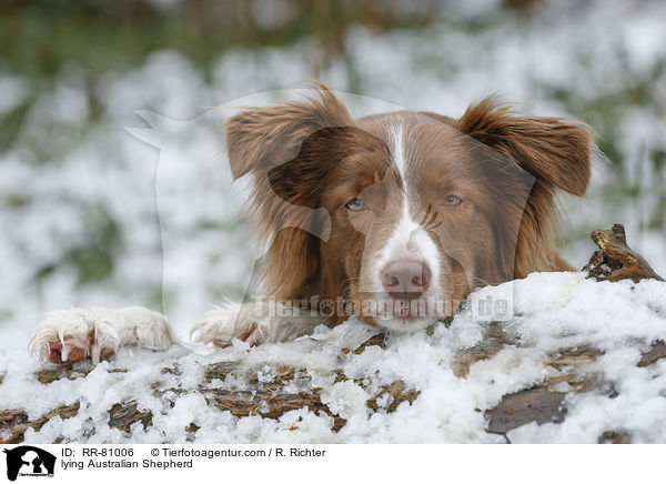 liegender Australian Shepherd / lying Australian Shepherd / RR-81006