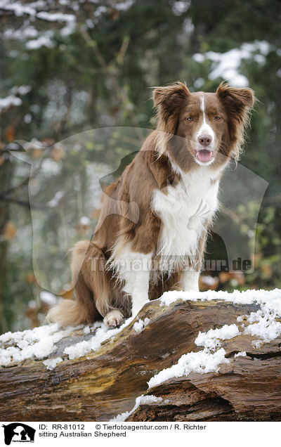 sitzender Australian Shepherd / sitting Australian Shepherd / RR-81012
