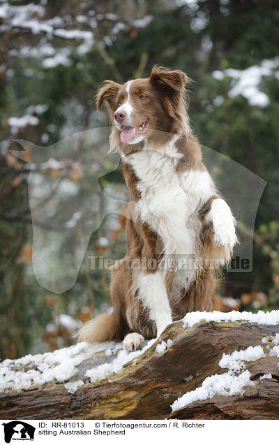 sitzender Australian Shepherd / sitting Australian Shepherd / RR-81013