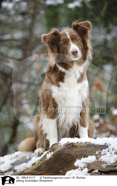 sitting Australian Shepherd / RR-81017