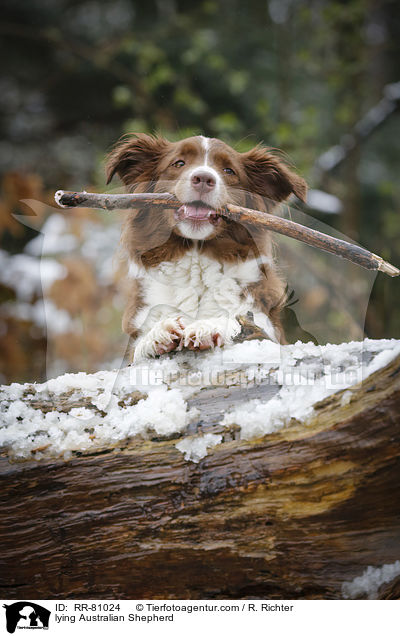 liegender Australian Shepherd / lying Australian Shepherd / RR-81024