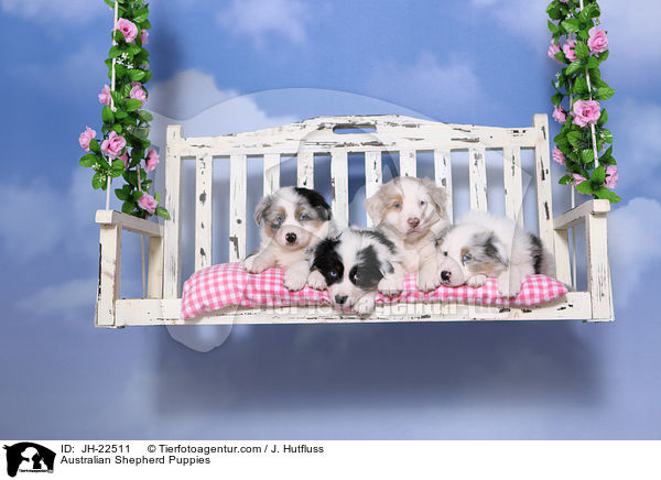 Australian Shepherd Welpen / Australian Shepherd Puppies / JH-22511