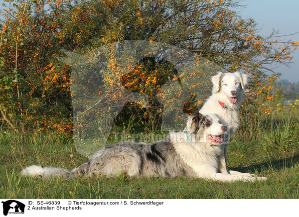 2 Australian Shepherds / 2 Australian Shepherds / SS-46839
