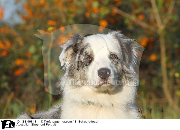 Australian Shepherd Portrait / Australian Shepherd Portrait / SS-46843