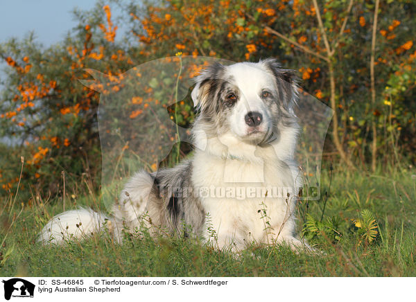 liegender Australian Shepherd / lying Australian Shepherd / SS-46845