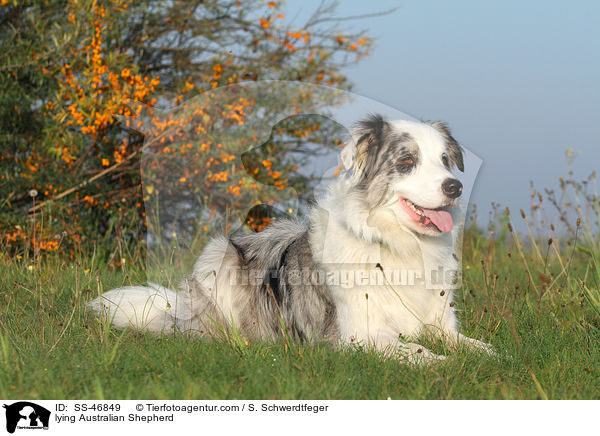 liegender Australian Shepherd / lying Australian Shepherd / SS-46849
