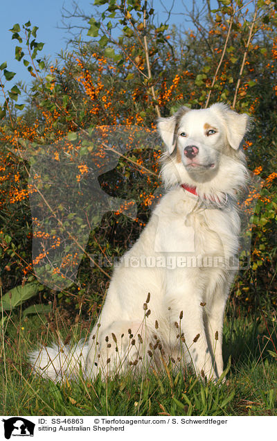 sitzender Australian Shepherd / sitting Australian Shepherd / SS-46863