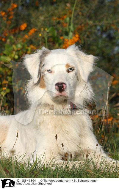 liegender Australian Shepherd / lying Australian Shepherd / SS-46864