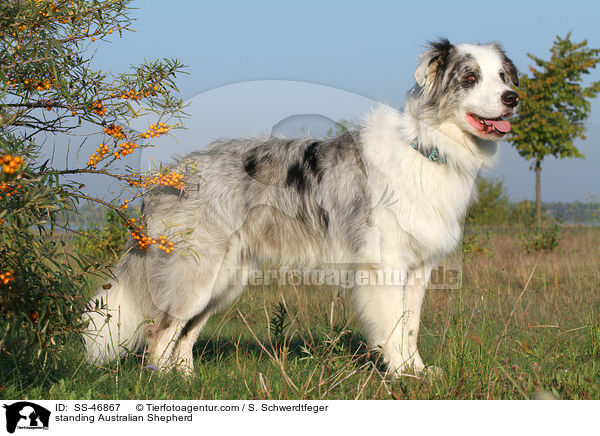 stehender Australian Shepherd / standing Australian Shepherd / SS-46867