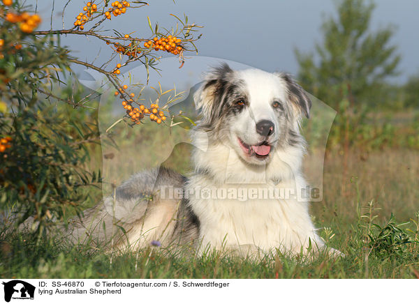 liegender Australian Shepherd / lying Australian Shepherd / SS-46870