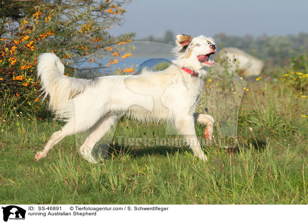 rennender Australian Shepherd / running Australian Shepherd / SS-46891