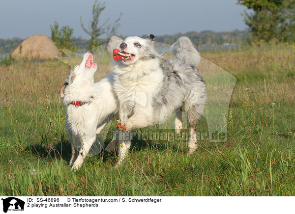2 playing Australian Shepherds / SS-46896