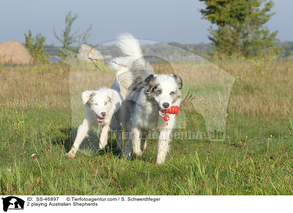 2 playing Australian Shepherds / SS-46897