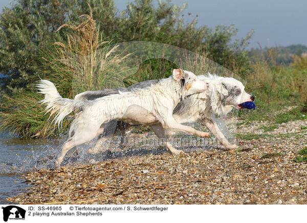 2 playing Australian Shepherds / SS-46965