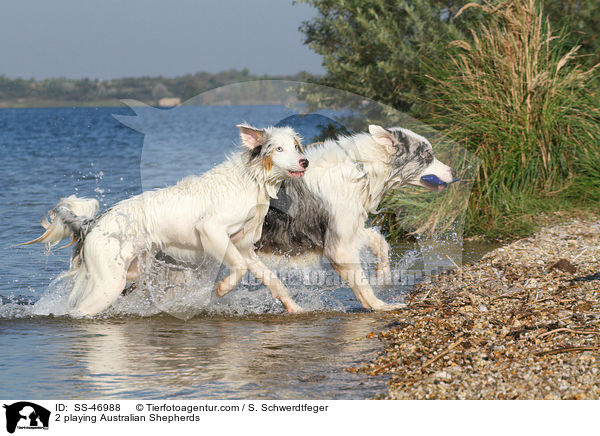 2 playing Australian Shepherds / SS-46988