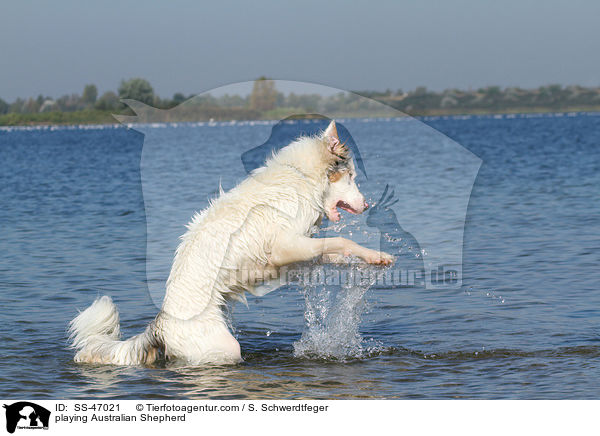 spielender Australian Shepherd / playing Australian Shepherd / SS-47021