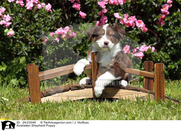 Australian Shepherd Welpe / Australian Shepherd Puppy / JH-23048