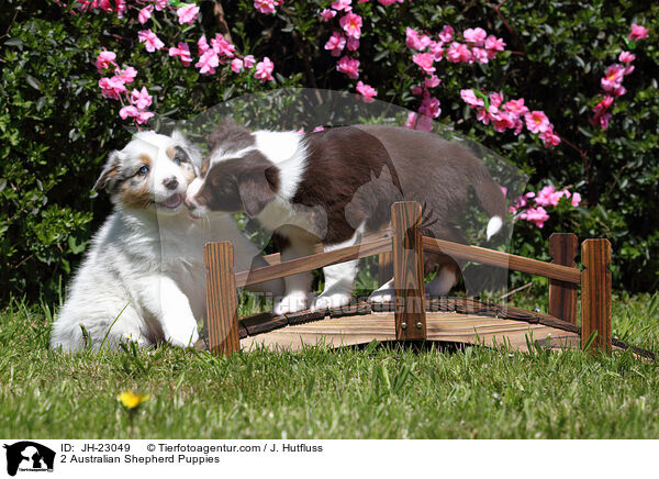 2 Australian Shepherd Welpen / 2 Australian Shepherd Puppies / JH-23049