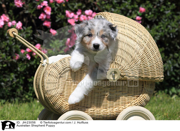 Australian Shepherd Welpe / Australian Shepherd Puppy / JH-23056