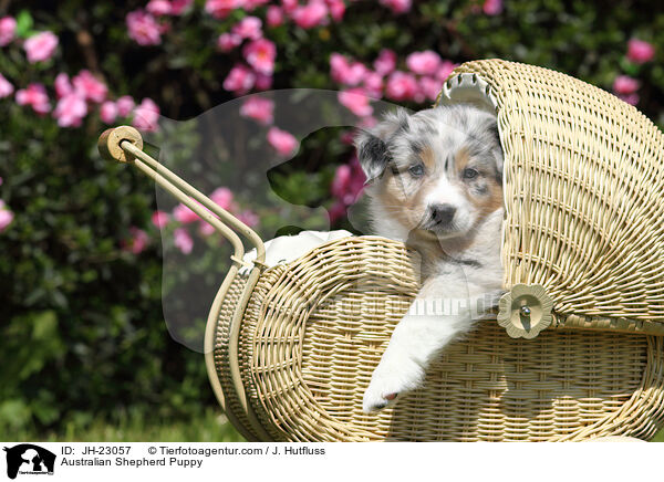 Australian Shepherd Welpe / Australian Shepherd Puppy / JH-23057