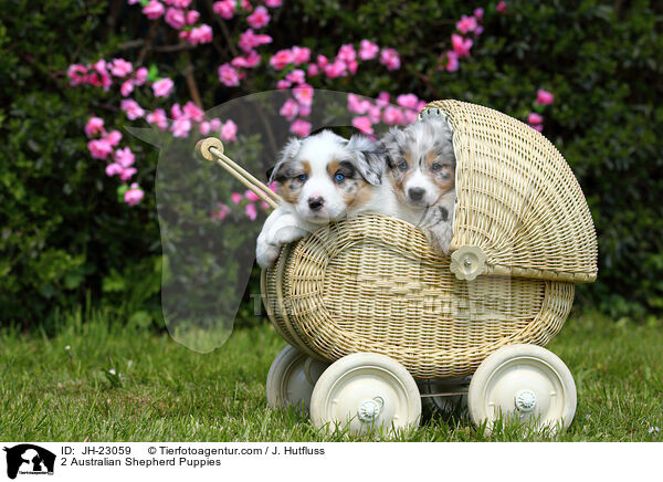 2 Australian Shepherd Welpen / 2 Australian Shepherd Puppies / JH-23059