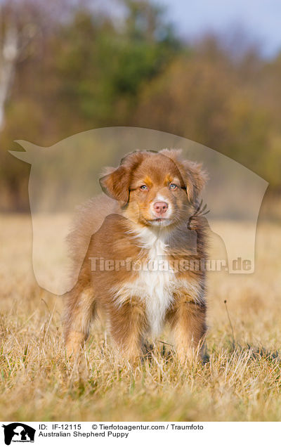 Australian Shepherd Welpe / Australian Shepherd Puppy / IF-12115
