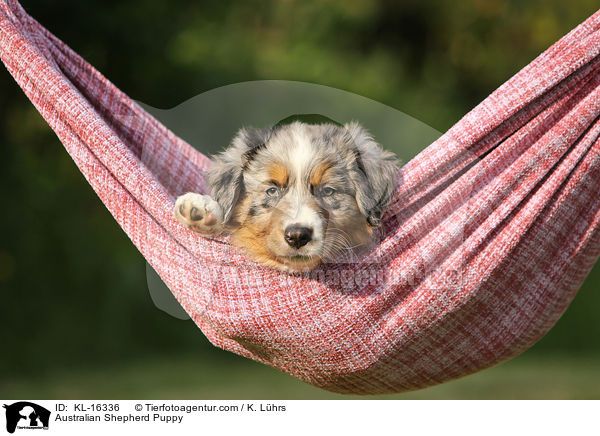 Australian Shepherd Welpe / Australian Shepherd Puppy / KL-16336