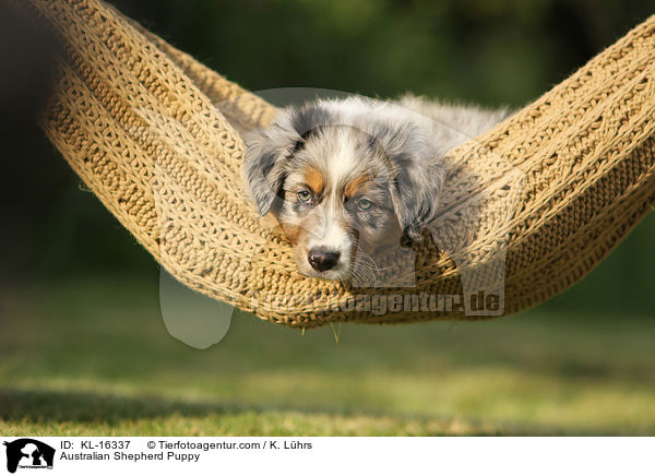 Australian Shepherd Welpe / Australian Shepherd Puppy / KL-16337